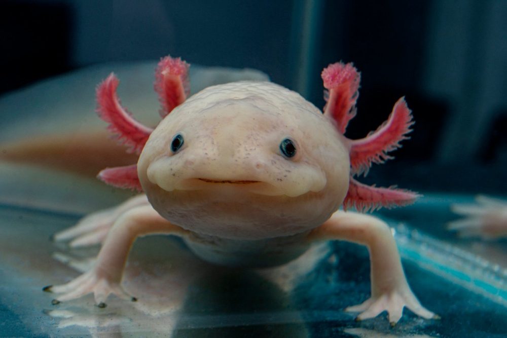 the top funniest-looking animals in the world